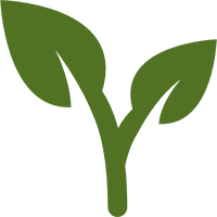 leaves of a plant